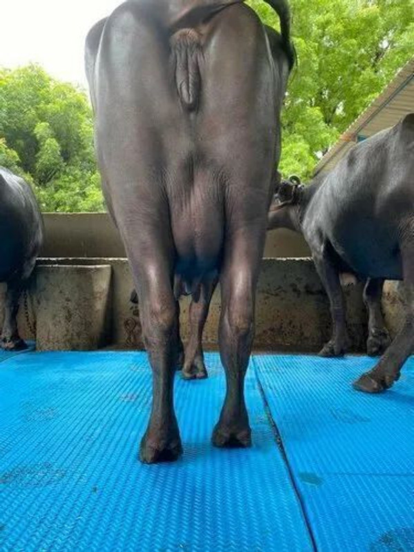HARYANA JINDAL Waterproof Black Cowmat With Raised Edges Long Lasting Cow, Dog, Hamster, Guinea Pig, Miniature Pig Pet Mat