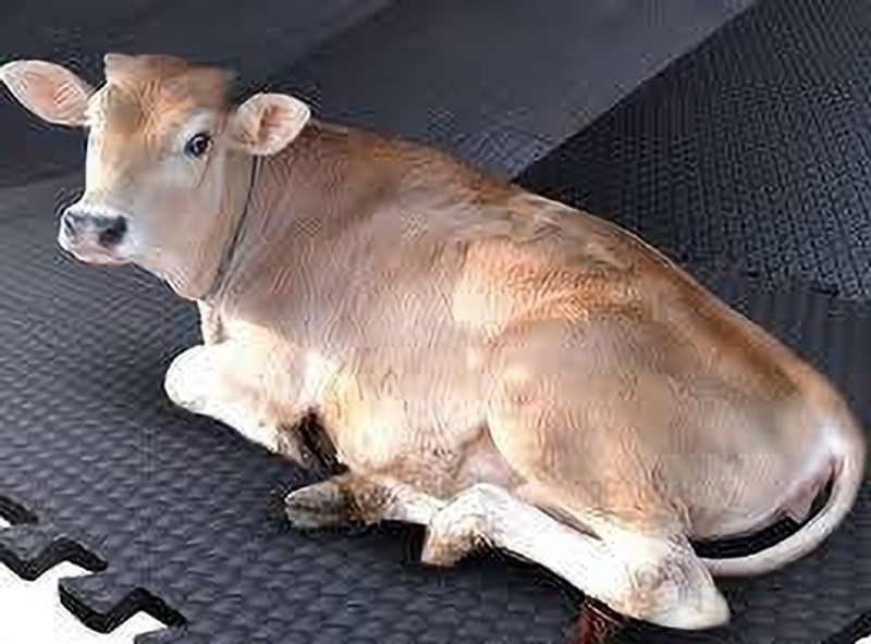 HARYANA JINDAL Animal Feeding Waterproof Rubber mat Cow, Dog, Hamster, Guinea Pig, Miniature Pig Pet Mat