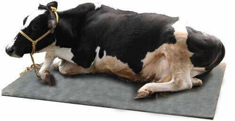 JINDALMAT Mat, BPA Free, Waterproof, Raised Edges, Mat for Cows Cow, Hamster, Guinea Pig, Dog, Miniature Pig Pet Mat