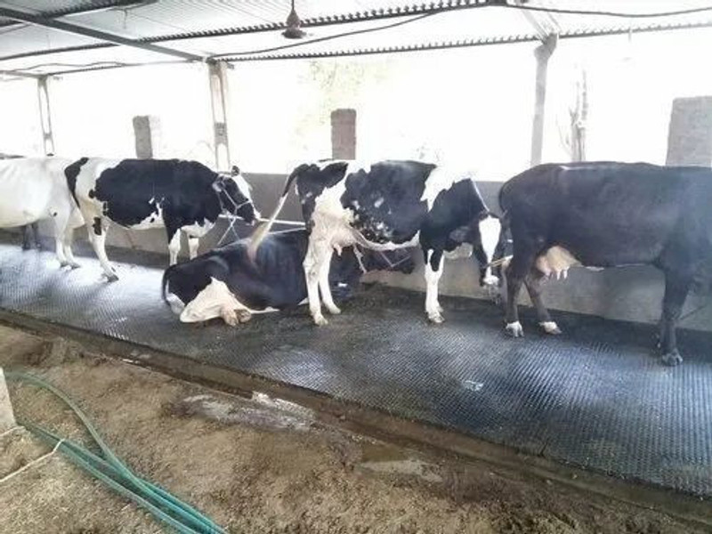 Ursus Jindal Easy Clean Raised Edges Waterproof Animal Feeding Mat for Cow, Buffalo Cow, Dog, Hamster, Guinea Pig, Miniature Pig Pet Mat