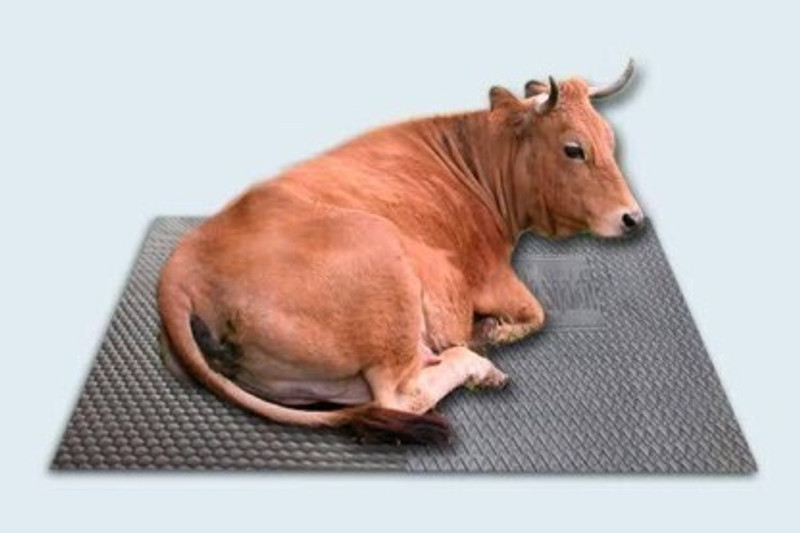 HARYANA JINDAL Mat For Cow, Buffalo, Horse And All Pet Animals Blue Rubber Mat Cow, Dog, Hamster, Guinea Pig, Miniature Pig Pet Mat