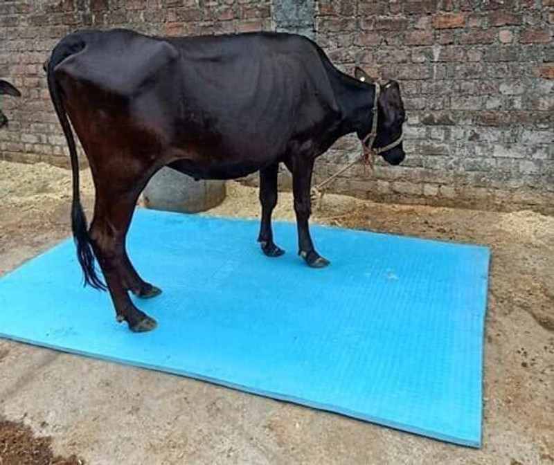 Haryana King Cowmat Waterproof,feeding, Mat for Animal Buffalo,( Blue) Cow, Dog, Hamster, Guinea Pig, Miniature Pig Pet Mat