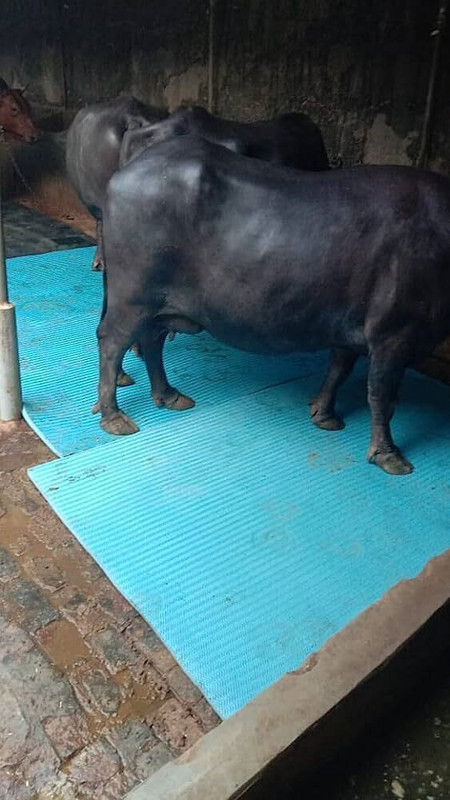 HARYANA JINDAL Natural Rubber Cow Mat, Interlocking Mats Cow, Dog, Hamster, Guinea Pig, Miniature Pig Pet Mat