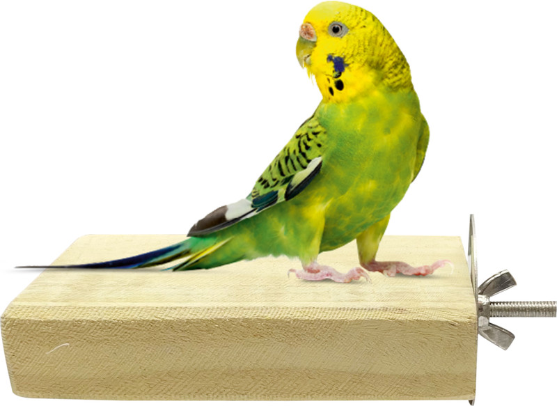 CONGO NATURAL PARROT TREAT 5 inch Chew-Safe Wood Sitting Platform Toy Wooden Tough Toy For Bird
