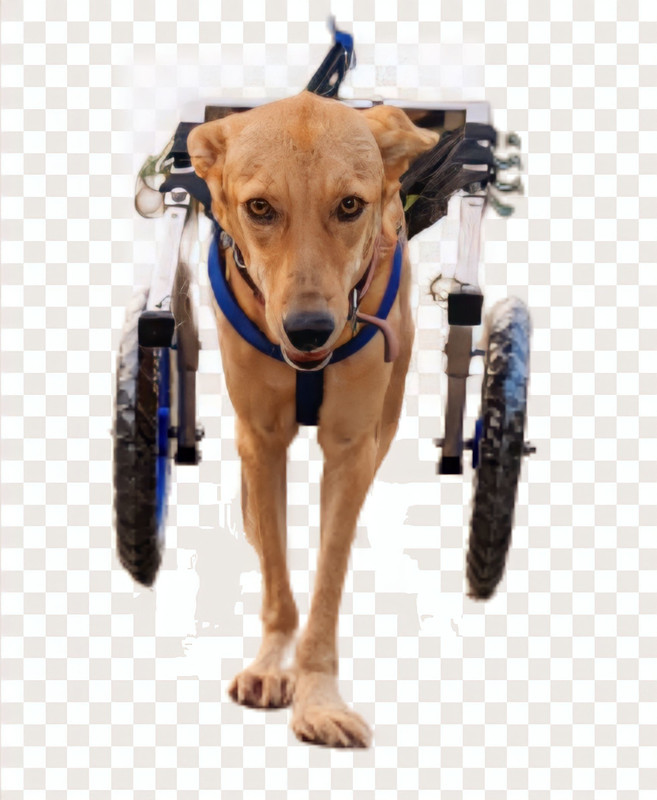 HIAAG SP01 Pet Wheelchair