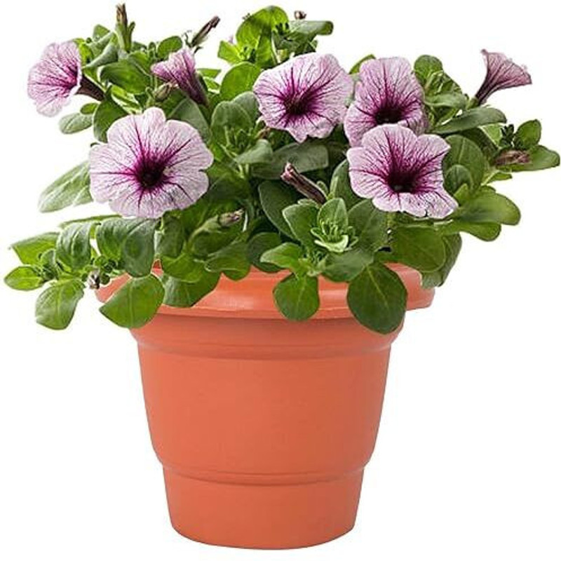 Dervino 14 Inch Brown Round Garden Plastic Planter Set for Décor Balcony, indoor/outdoor Plant Container Set(Plastic)