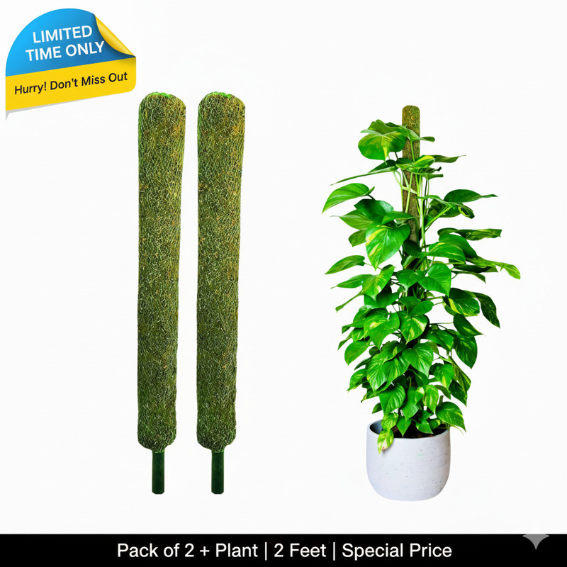 Nikhat Plant Container Set(Pack of 2, Wood)