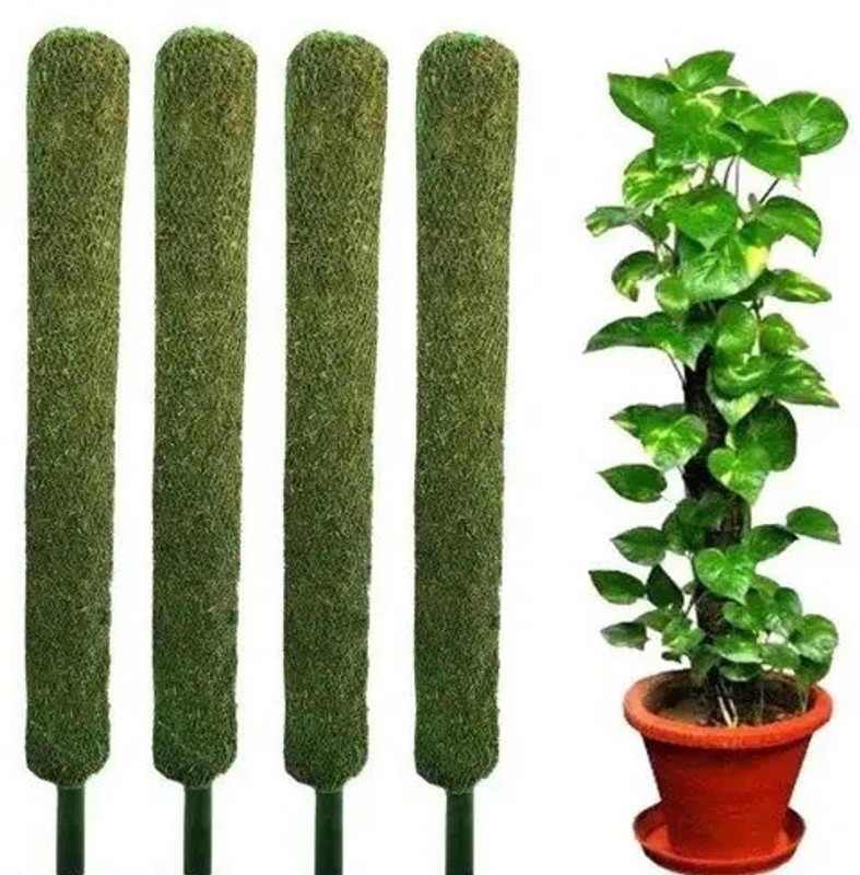 Kabeer Moss Stick for Money Plant, Climbing Indoor Plants (SET OF 2) Plant Container Set(Pack of 2, Plastic)
