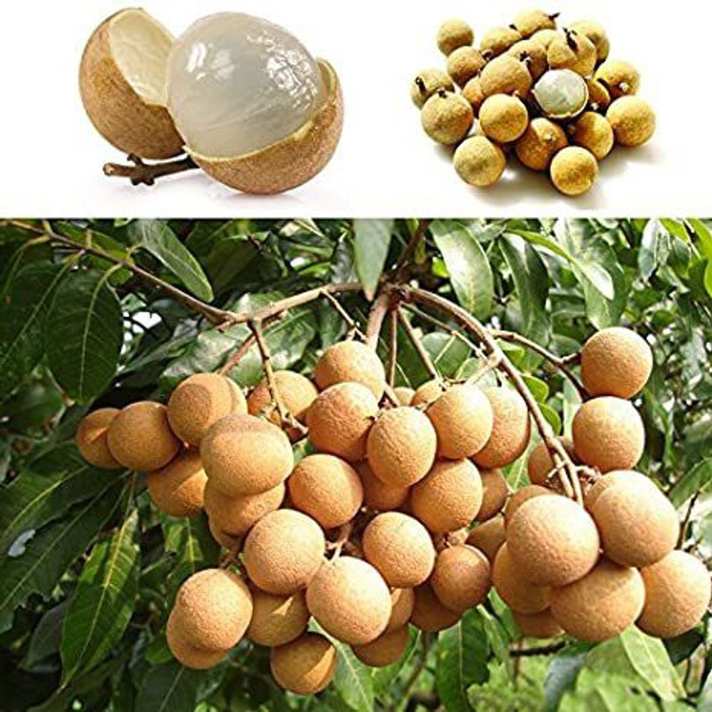 FSK Dragon Tree(Hybrid, Pack of 5)