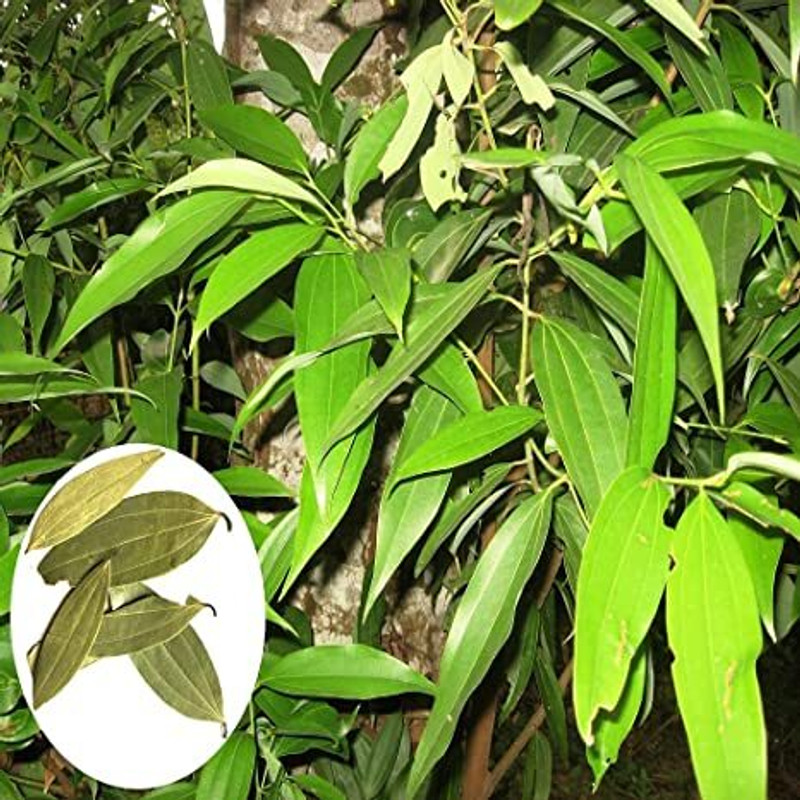 ALOCHUZ Bay Leaf Plant(Hybrid, Pack of 1)