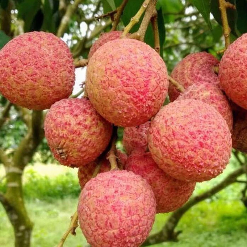 GREENFY Litchi Plant(Hybrid, Pack of 1)