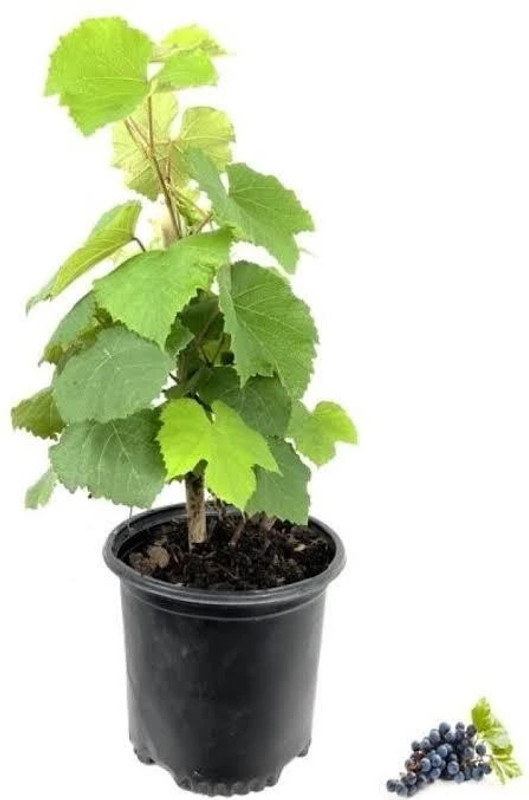 greenhousestore Grapes Plant(Hybrid, Pack of 1)
