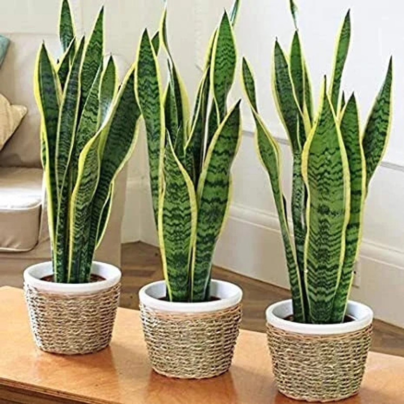 FUEGOASIS Snake Plant(Hybrid, Pack of 1)