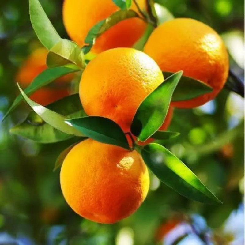 Cloud Farm Orange Plant(Hybrid, Pack of 1)