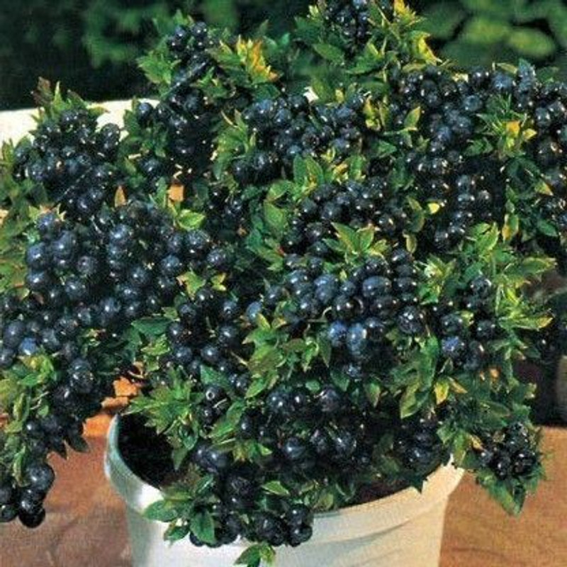 Risenshine Jamun Plant(Hybrid, Pack of 1)