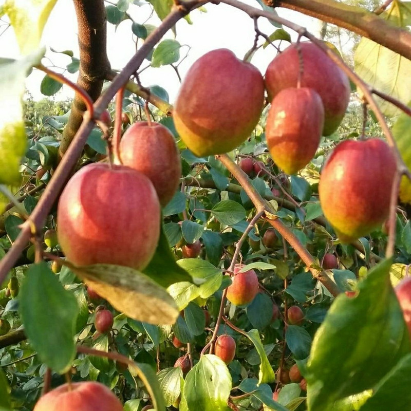 fuegoasiss Ber Apple Plant(Hybrid, Pack of 1)