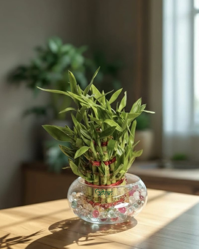 UPVAN Lucky Bamboo Straight Stick(Pack of 1)