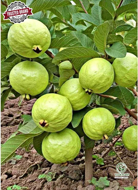 YourPlant Guava Plant(Hybrid, Pack of 1)