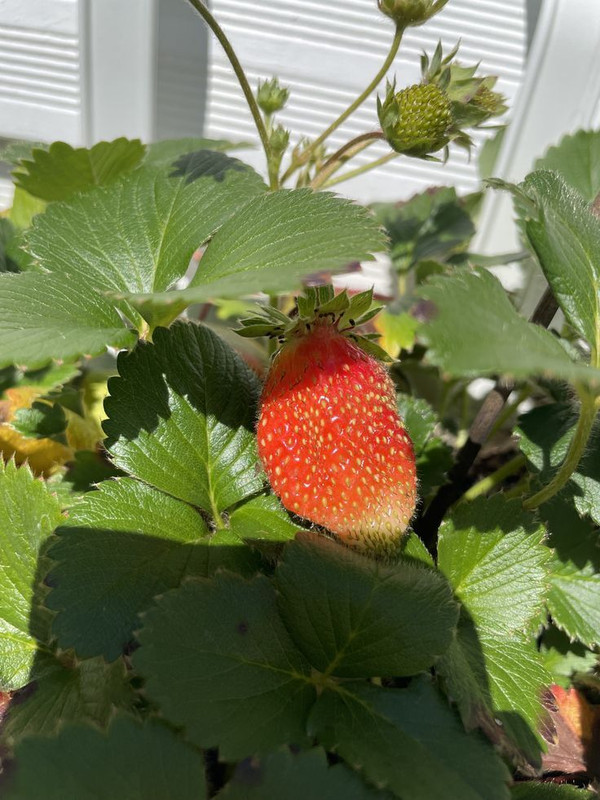 RasmoniGreen Strawberry Plant(Hybrid, Pack of 1)