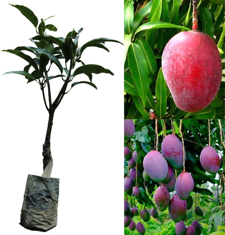 Miyazaki Mango Plant(Pack of 1)