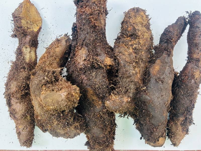 NASI FOOD AND SPICES Mudavattukal Kilangu, Veg Goat Leg Seed(1 kg)