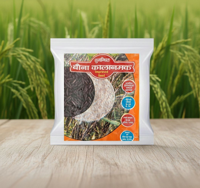 THAMMAR Paddy seeds, Kala namak rice, Dhan Beej Seed(2 kg)