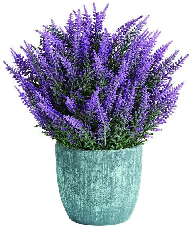 MOOFGA Lavender Organic Seeds, Purple Flowers Lavender Seed(80 per packet)