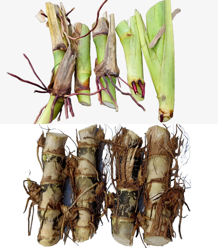 N.G.M. AGROCARE American Guatemala/5G Napier & Dwarf Napier Each 10 Total 20 Grass Stick Seed(20 per packet)