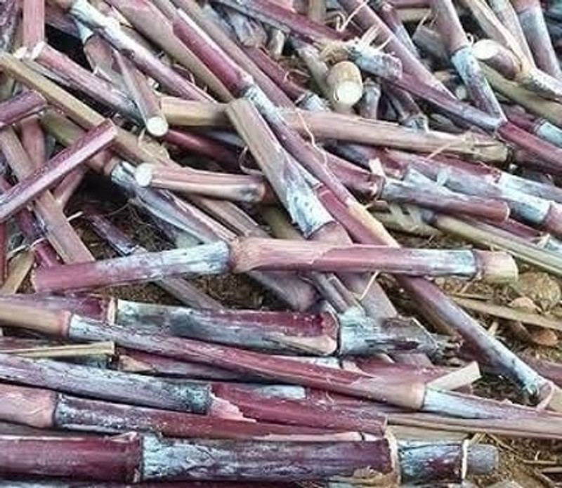 NATURE FARM AUSTRLIAN RED NAPIER MULTICUT GRASS STICKS SEEDS Seed(10 per packet)