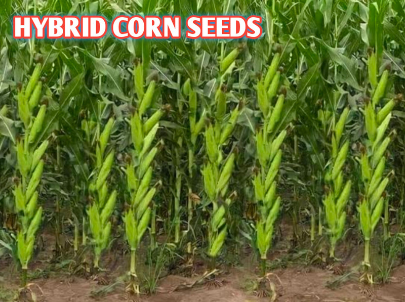 HYBRID 1kg hybrid maize/corn/makka seeds highest yield variety long bhutta Seed(1 per packet)