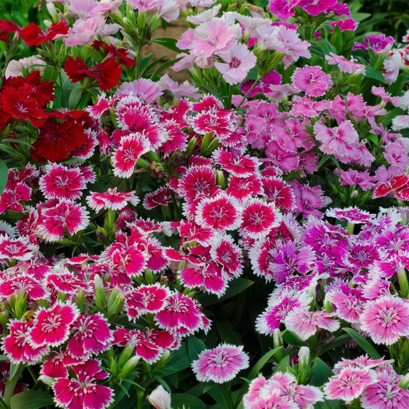Biosnyg Dianthus Floral Lace Series Flower- Multi Color Mix-[50 Seeds] Seed(50 per packet)
