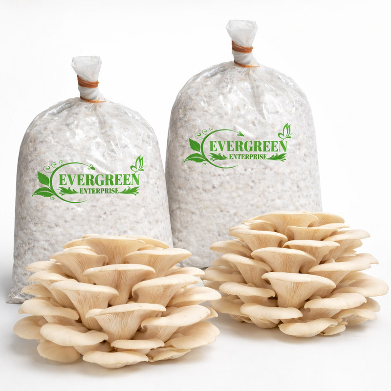 Evergreen Enterprises Mushroom Seeds/Spawn Seed(400 g)