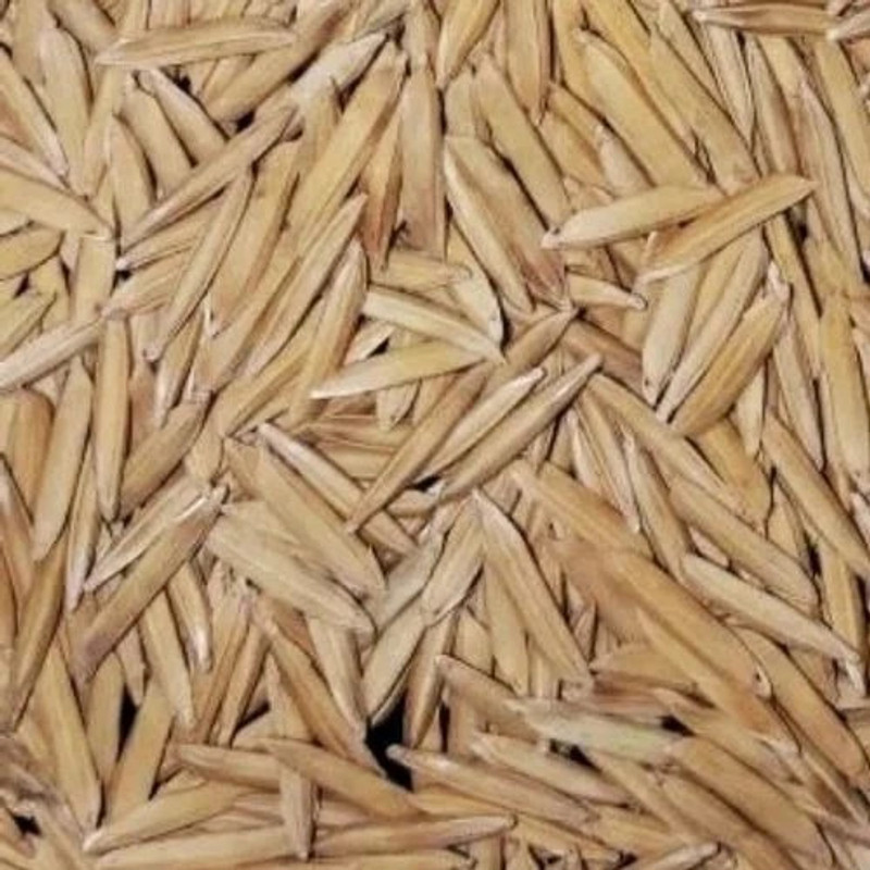 KrishnaSheeds Pusa Basmati Paddy Seeds 1121 | Dhan, Rice & Paddy Seeds for Farming Seed(500 g)