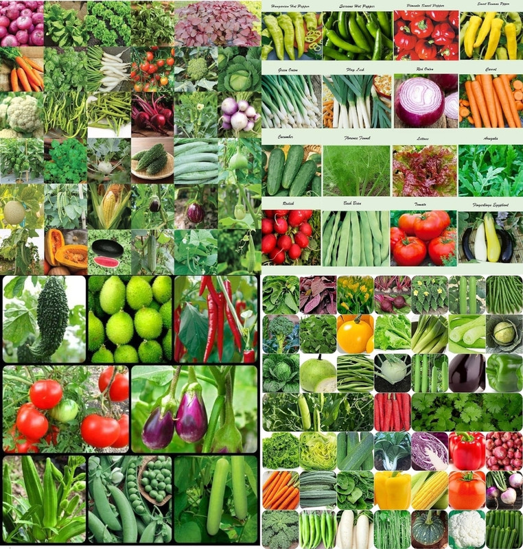 ibains Summer vegetable seeds combo biij 215 Seed(215 per packet)