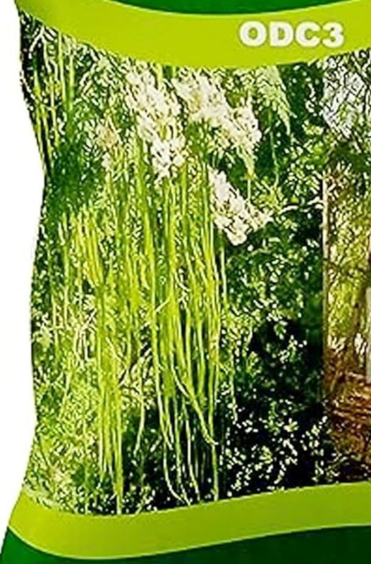 Silba Drumstick seeds / moringa seeds, ODC3 Veryte Seed(26 per packet)