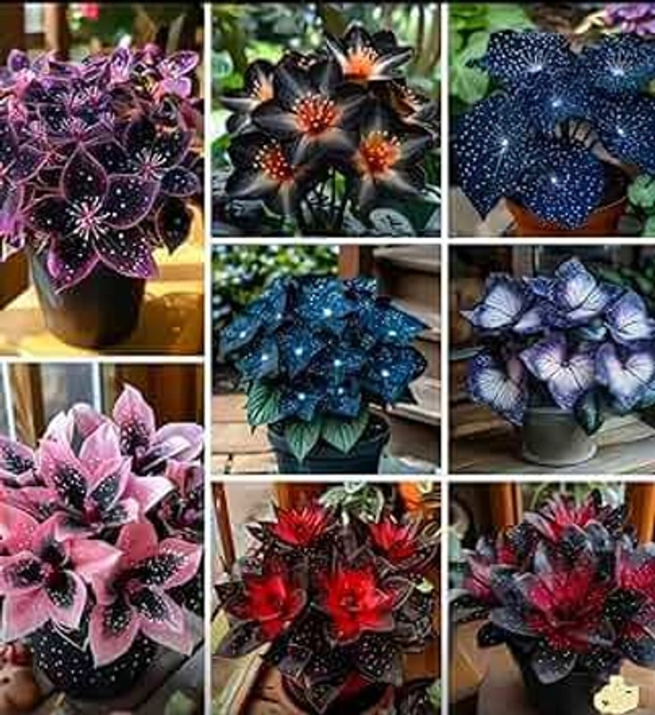 CITYBAZARE Multicolor Hosta Flower seeds Home & Garden Seed(45 per packet)