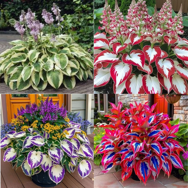 ibains Multi Colour Hosta Plant Seeds pack of 26 Seed(26 per packet)