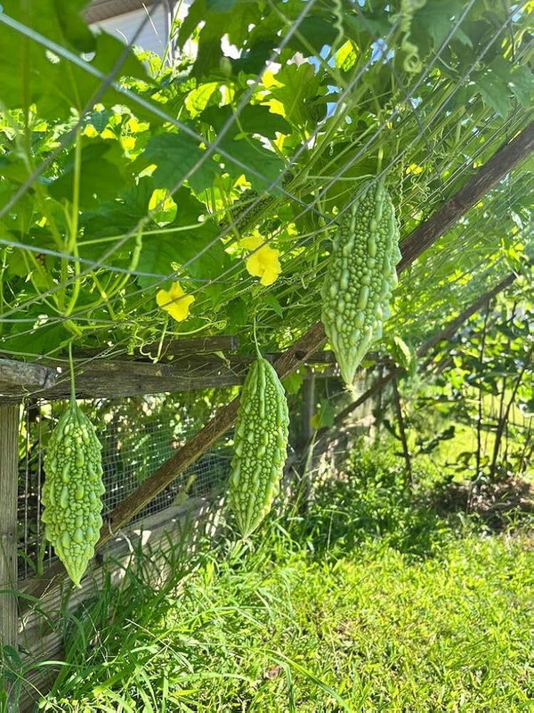 ARIAANAM Hybrid Long Bitter Gourd Karela Vegetable Seed(24 per packet)