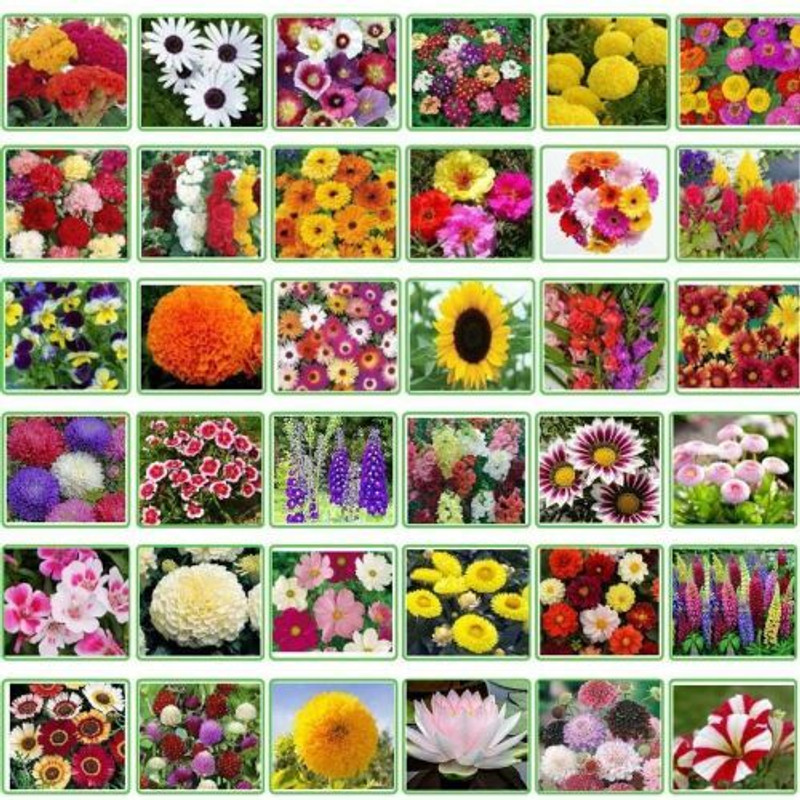 BEE Garden 25 Variety Of Flower Seeds Combo Pack Seed(600 per packet)