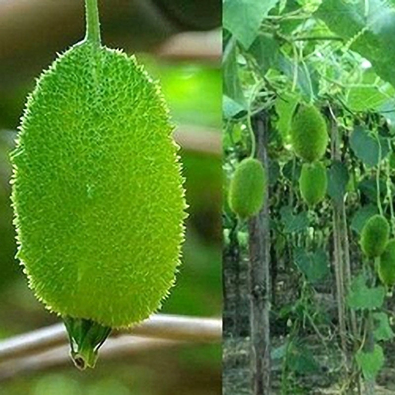 PMA spiny gourd seed Seed(35 per packet)