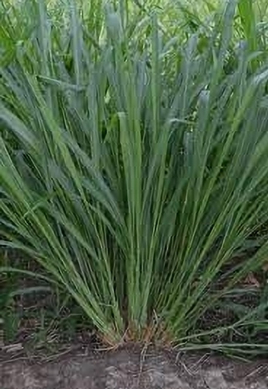 jenric Makhan Grass, Hybrid malai Makhan Grass, Multi cuting grass Seed(100 g)