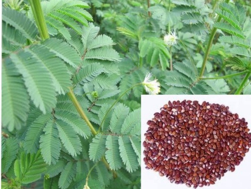 HAMPHU HYBRIDE DASHRATH/MILLET GRASS SEEDS 500G Seed(500 g)
