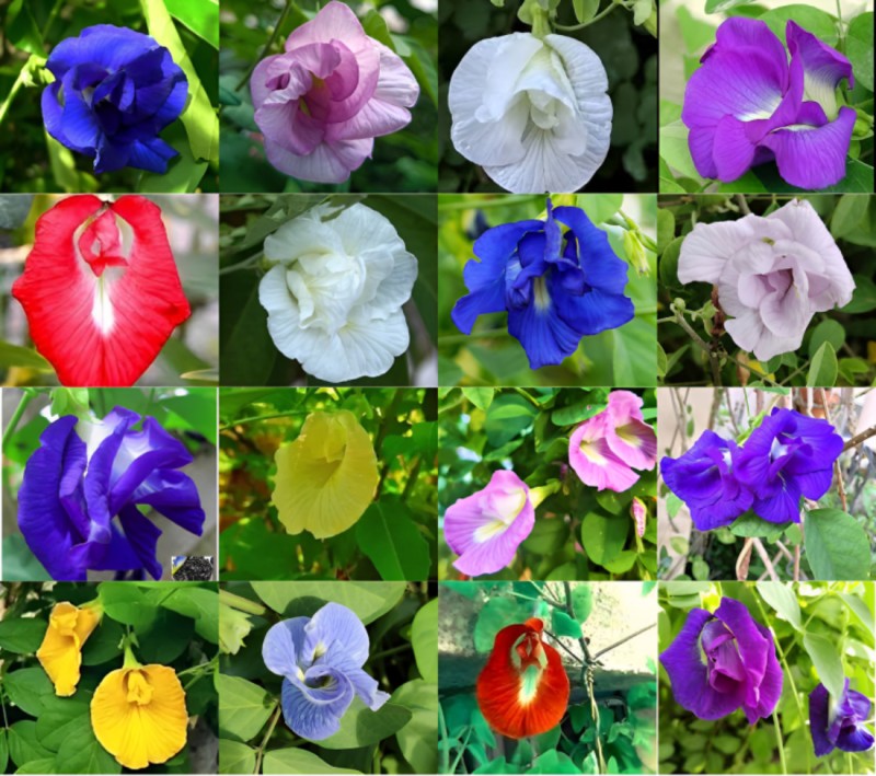 Garden Life Aparajita Double Mixed Seeds All Color, Butterfly Pea Seeds, Clitoria Ternatea Seed(25 per packet)
