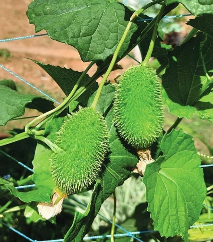 MOONQULTY Kantola root for farming,Kantola Root live Spiny Gourd Pack of 2 Seed(2 per packet)