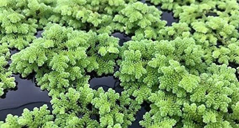 wequality azolla seeds/azolla seeds 300 Seed(300 per packet)