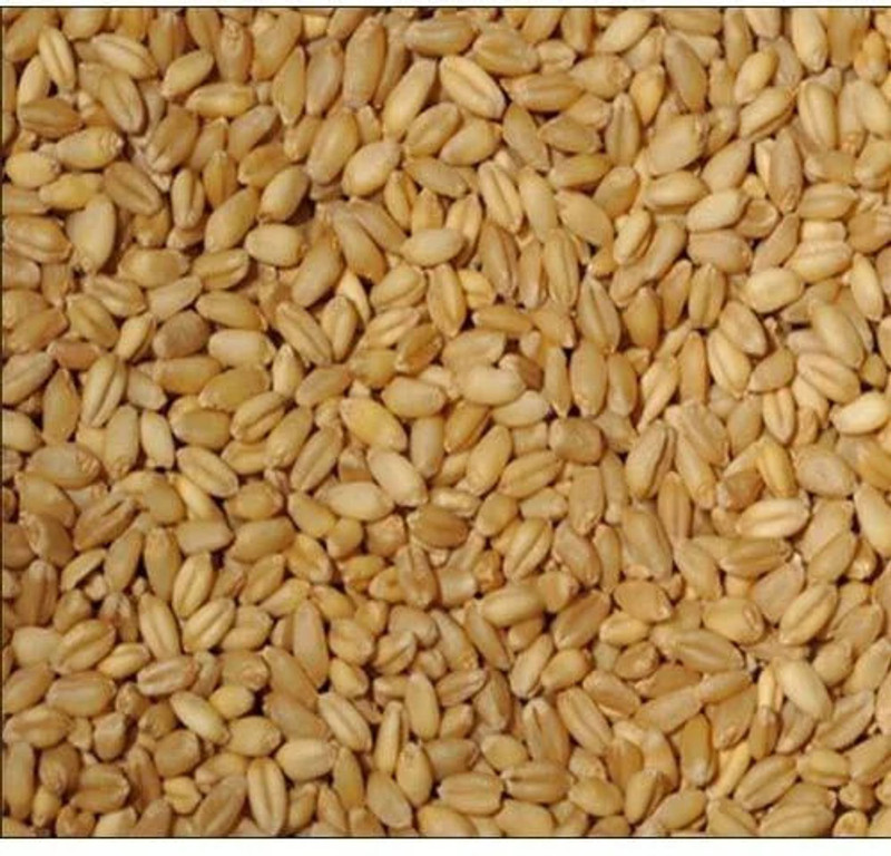 Shree Ganga Enterprise Organic Sarbati Wheat Seed(3 kg)