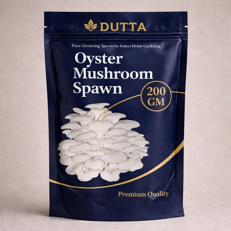 Dutta Oyster Mushroom Seeds 200g x 3 Pack (600g) | Summer Variety | Indoor Grow Kit Seed(200 g)