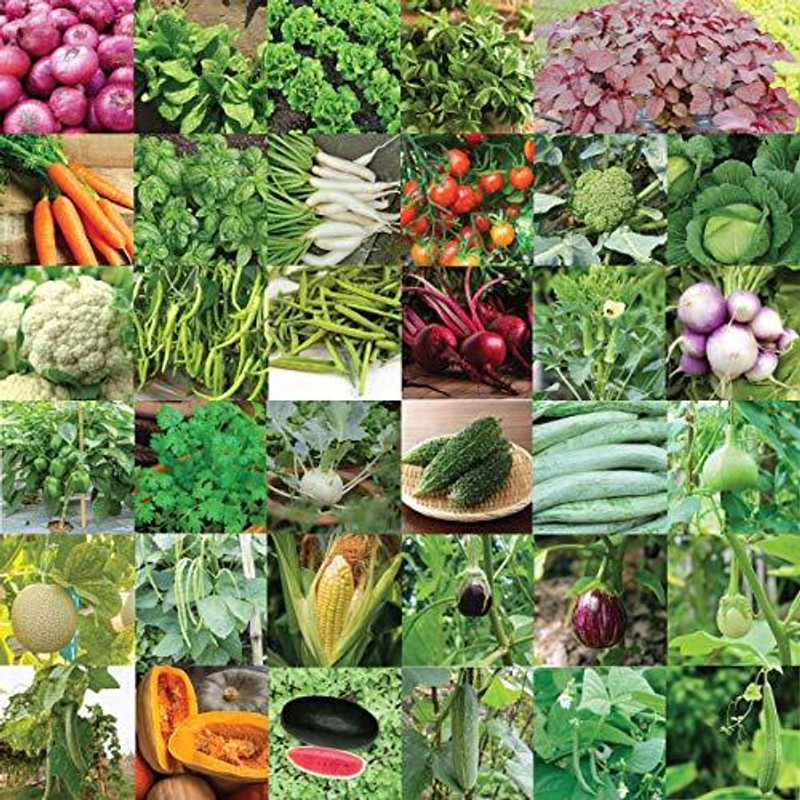 UGAOO Indian Vegetable Seeds Bank For Home Garden 35 Varieties Seed(1675 per packet)