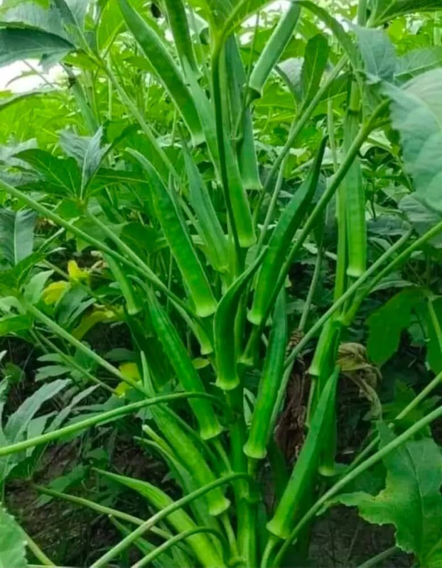 AMAJIT F1 Hybrid Okra seeds,Lady finger seeds,Bhindi seeds,Dherosh er beej, Seed(47 per packet)