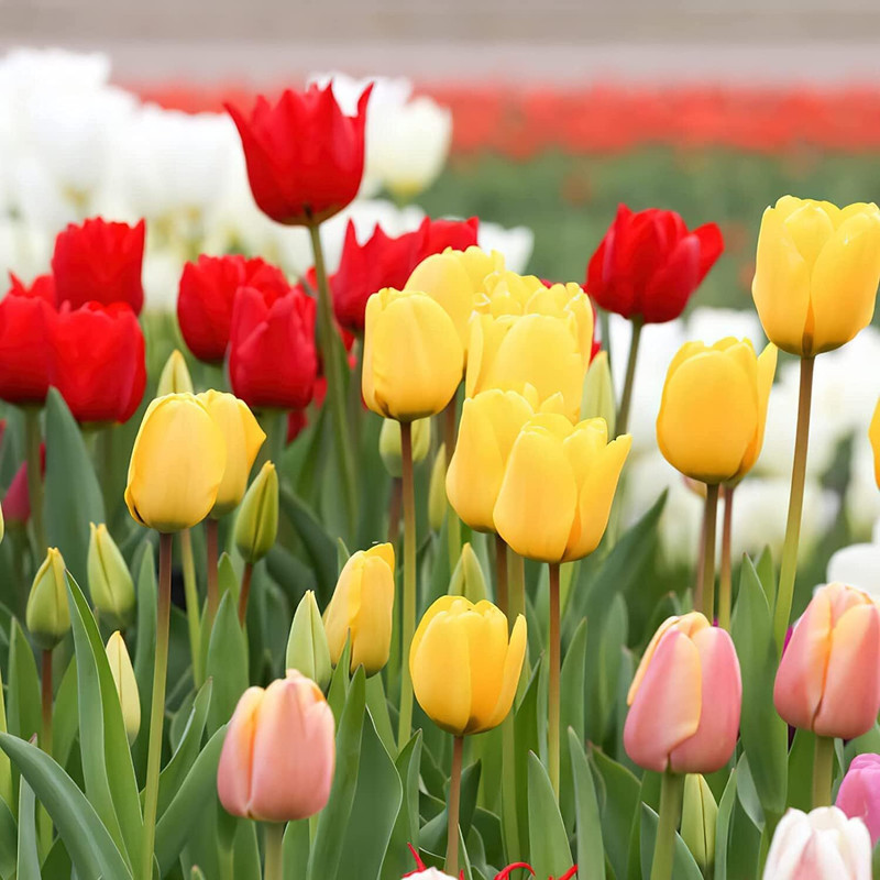 DIOART TULIP Seed(5 per packet)